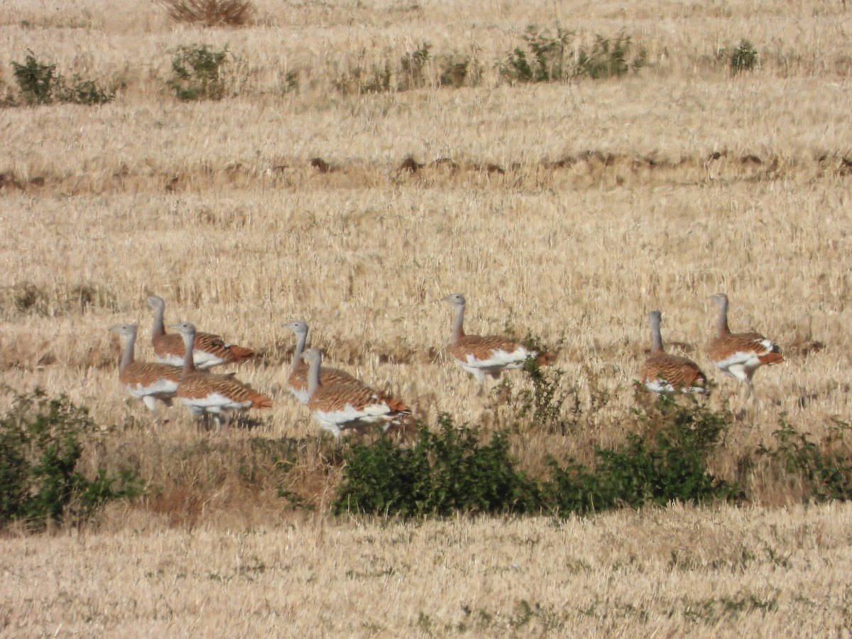 Grande Outarde - ML643346276