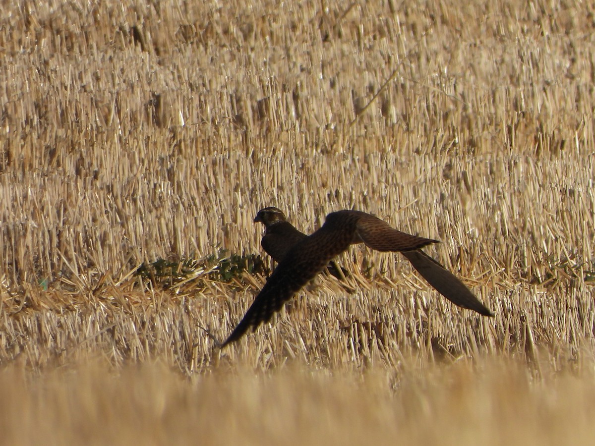 Faucon émerillon - ML643346285