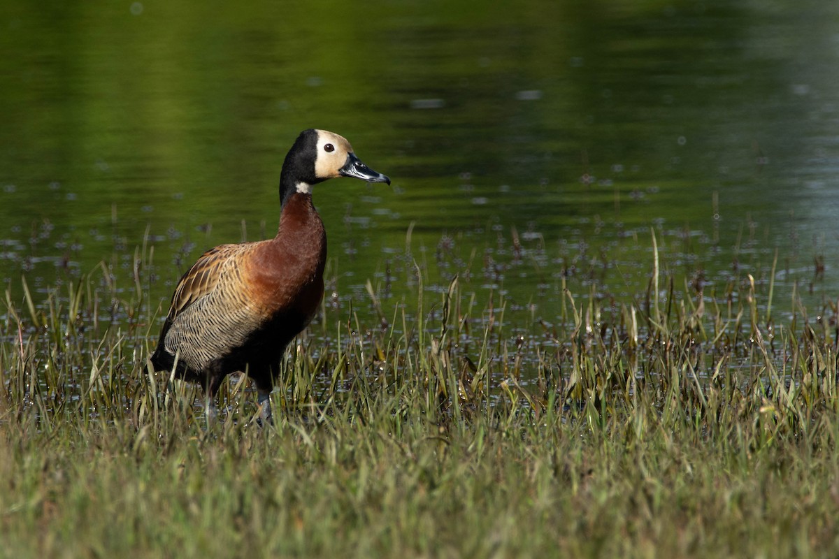 White-faced Whistling-Duck - ML643346288