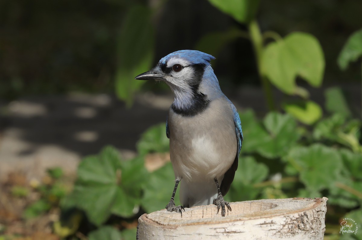 Blue Jay - ML643346289