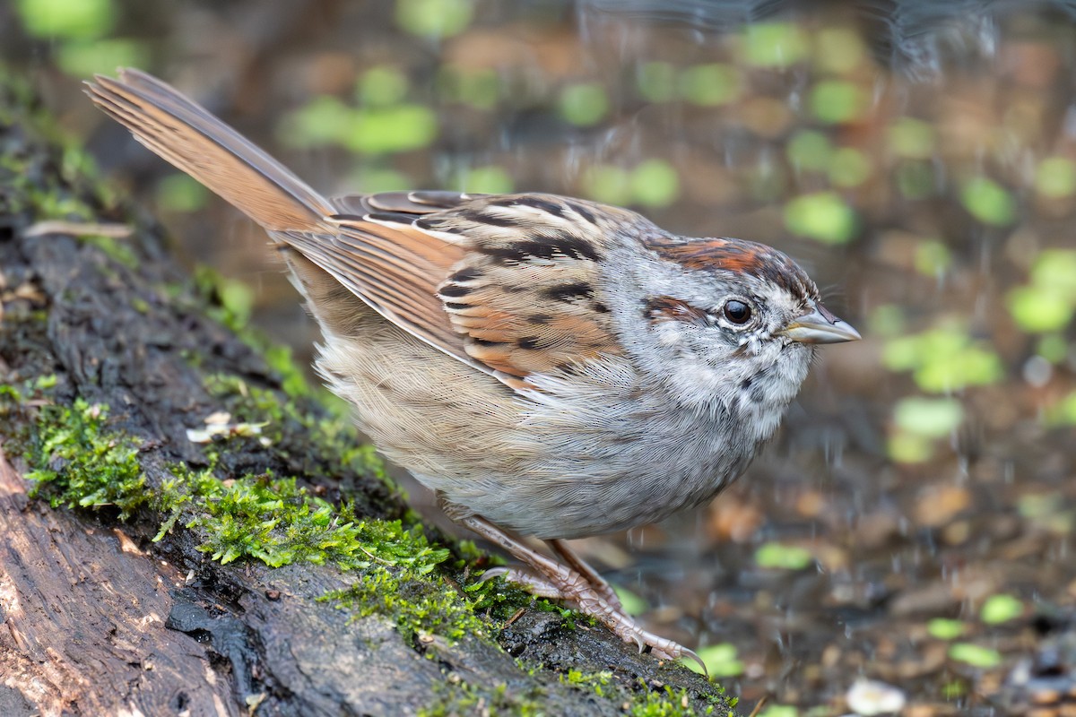Swamp Sparrow - ML643346293