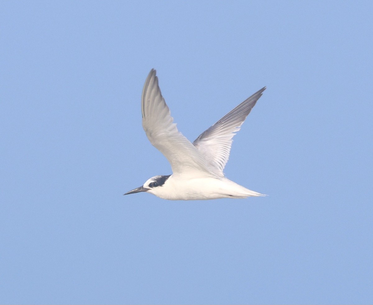 Little Tern - ML643346296