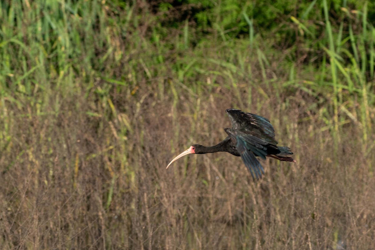 Bare-faced Ibis - ML643346313