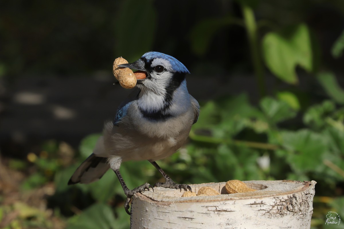 Blue Jay - ML643346314