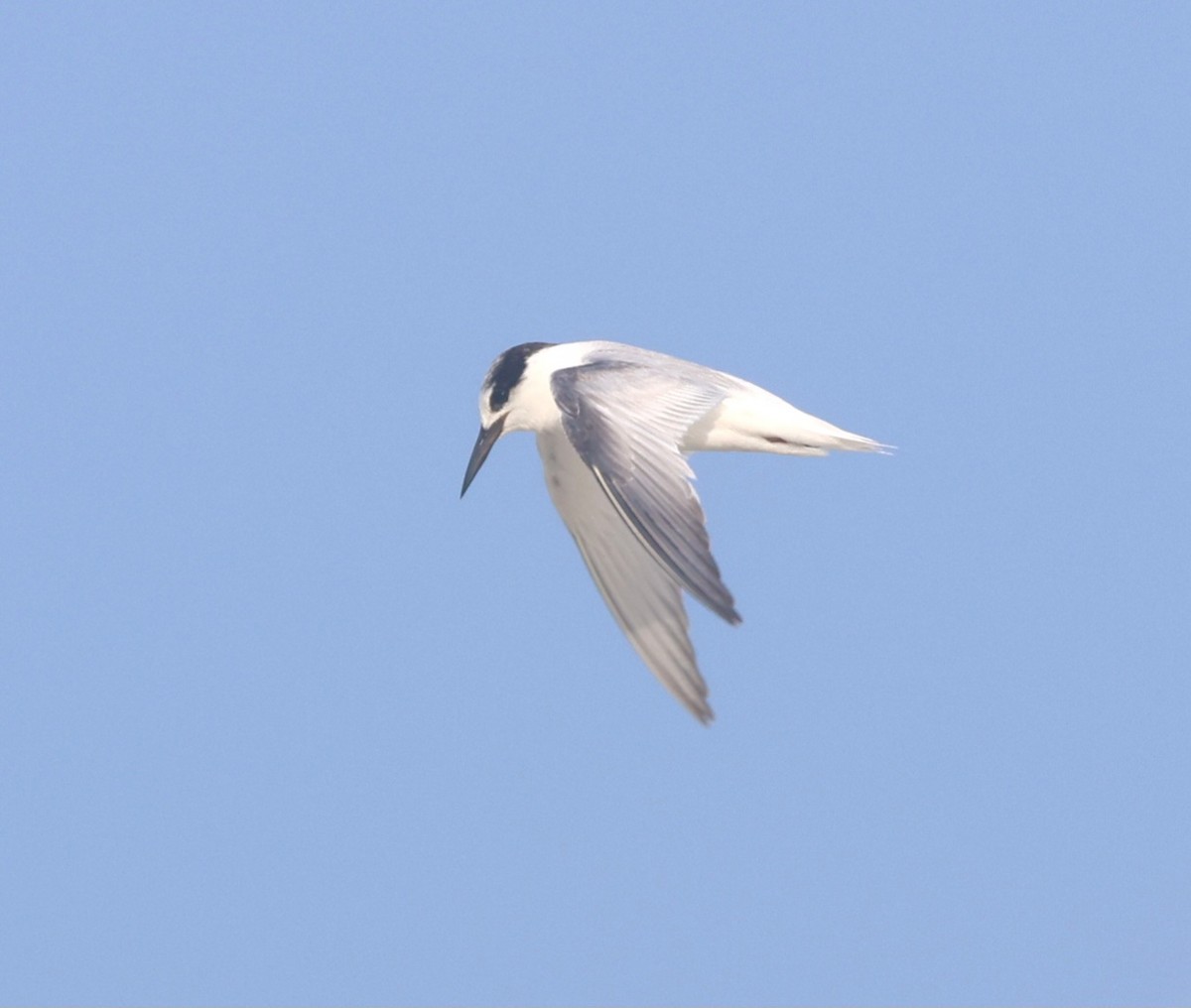 Little Tern - ML643346317