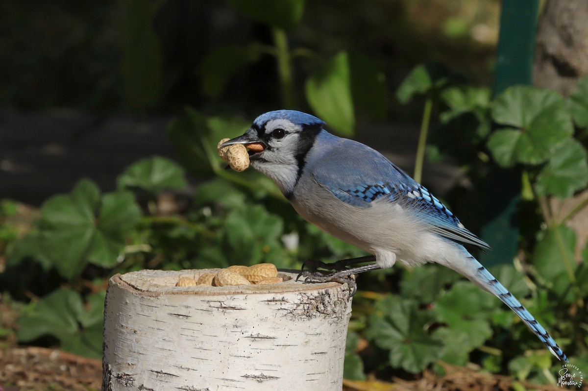 Blue Jay - ML643346323