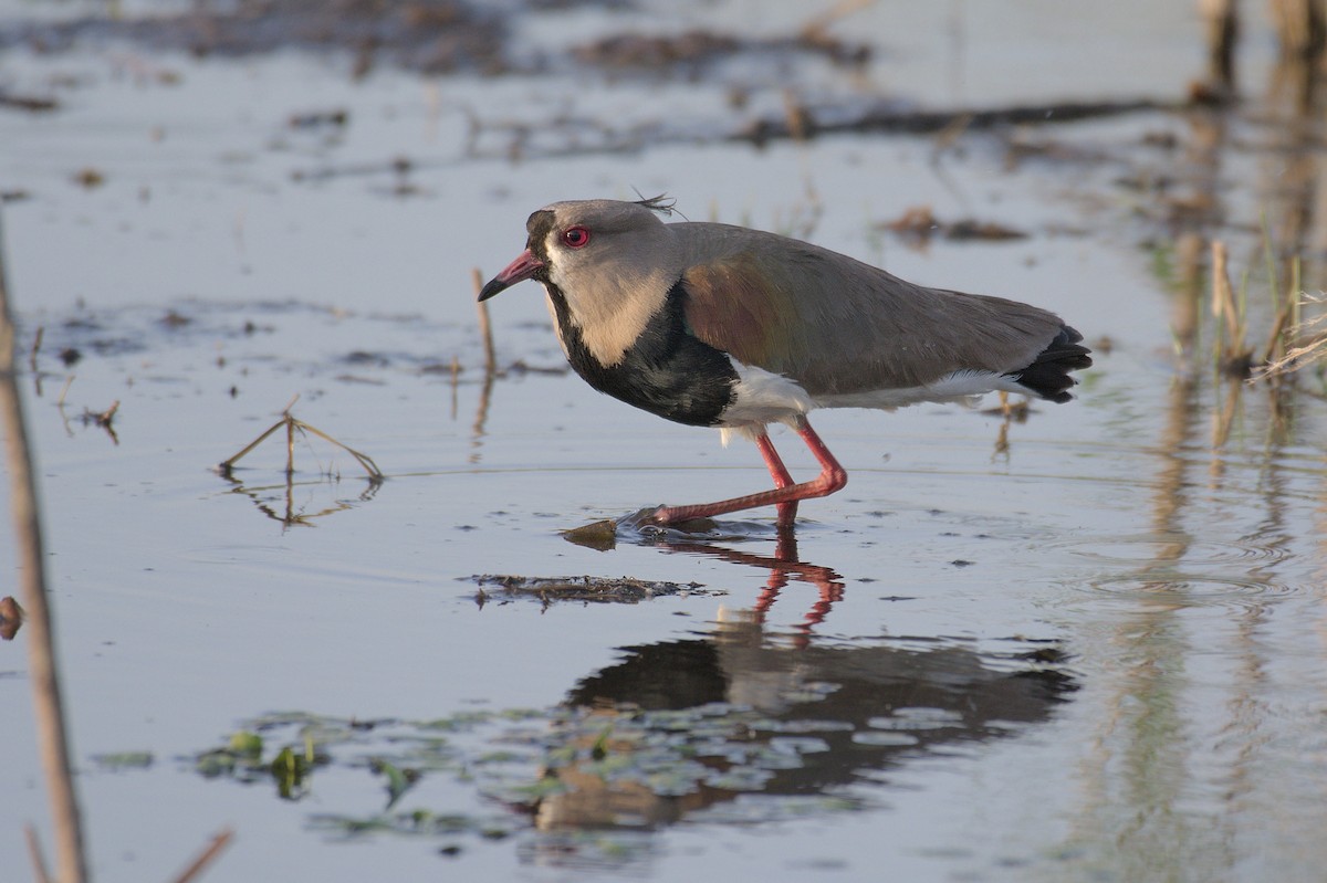 Southern Lapwing - ML643346324