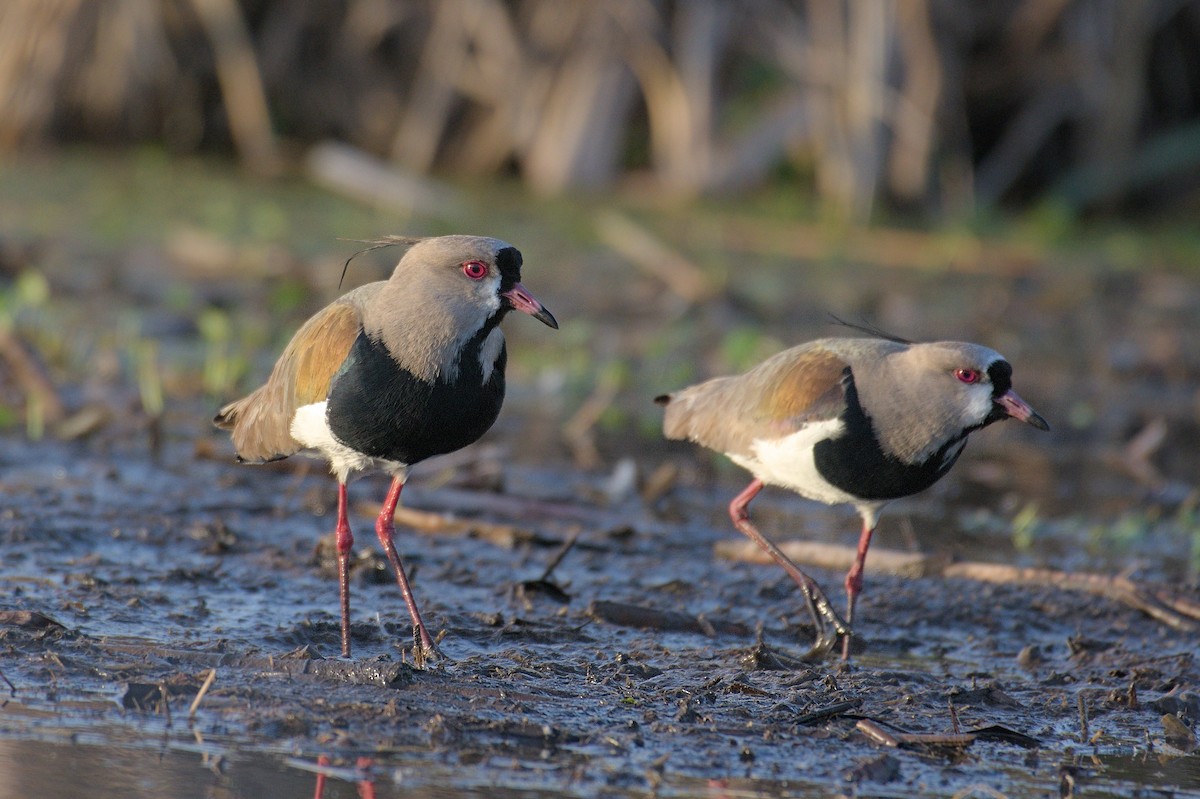 Southern Lapwing - ML643346325