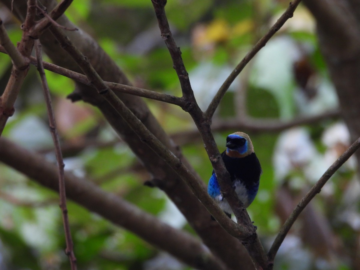 Golden-hooded Tanager - ML643346328
