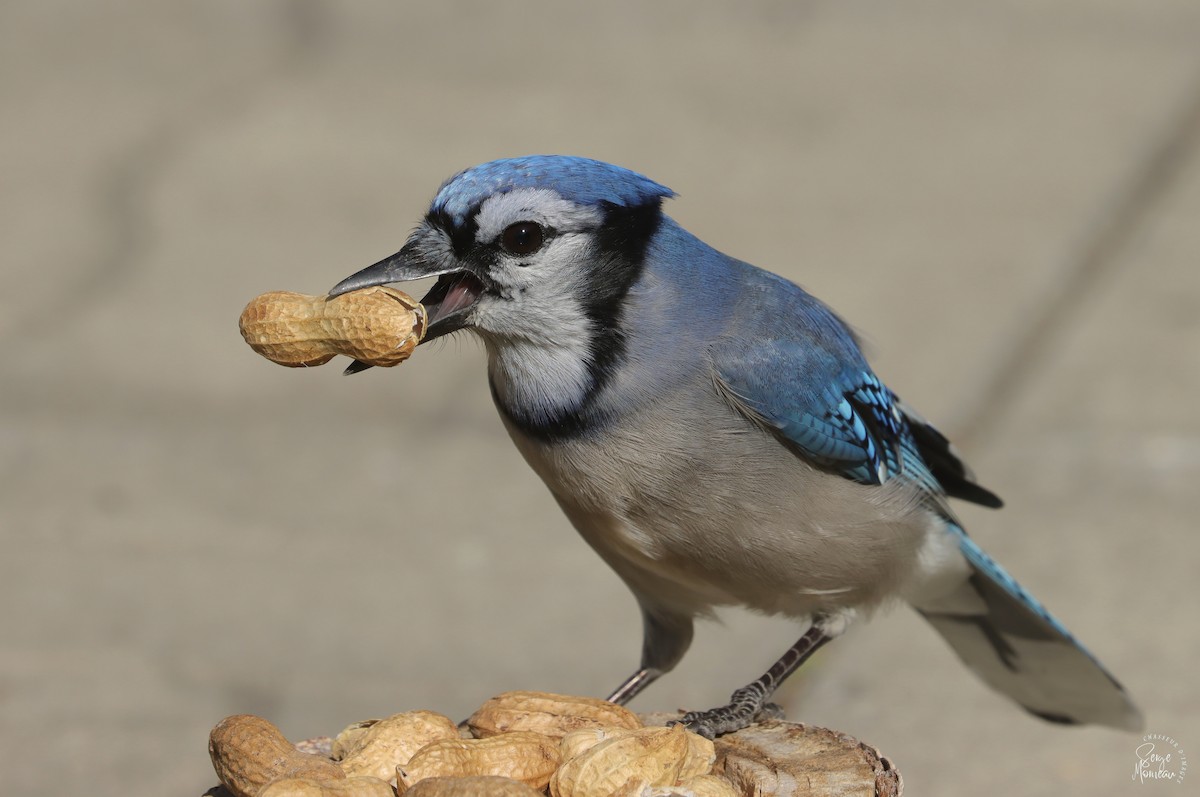 Blue Jay - ML643346329