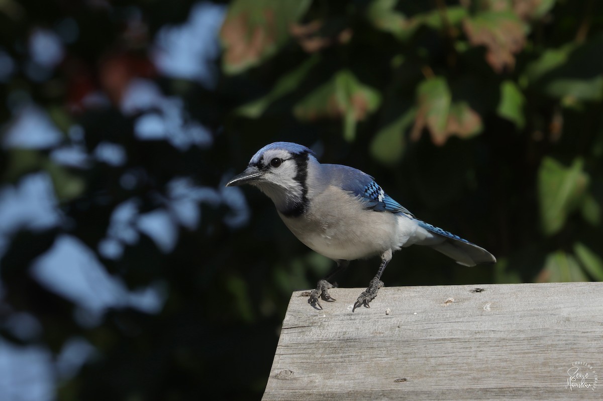Blue Jay - ML643346333