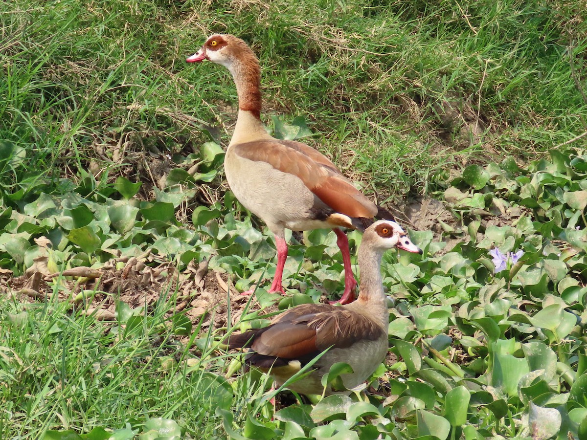 Egyptian Goose - ML643346335