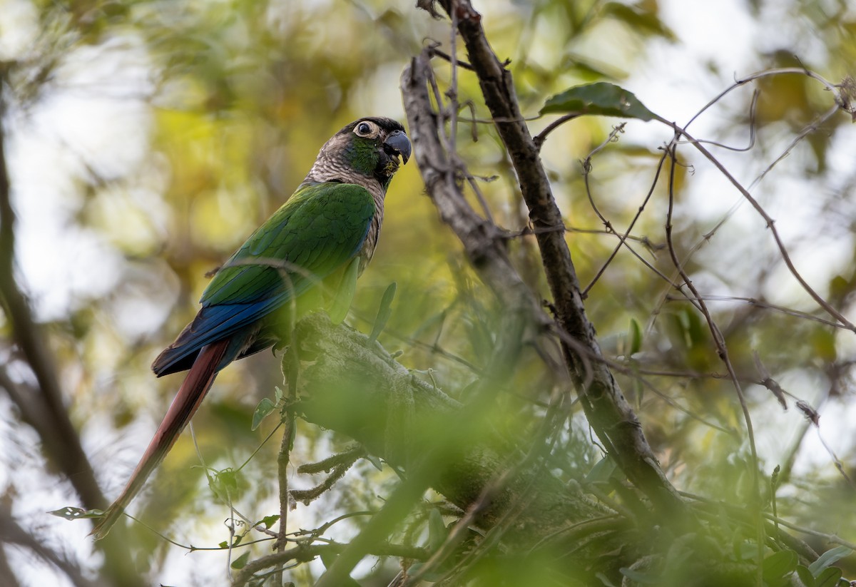 Green-cheeked Parakeet - ML643346336
