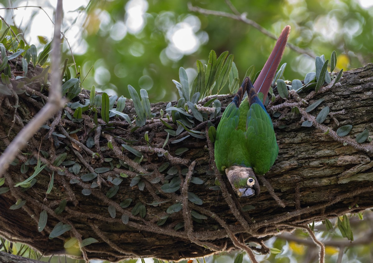 Green-cheeked Parakeet - ML643346337