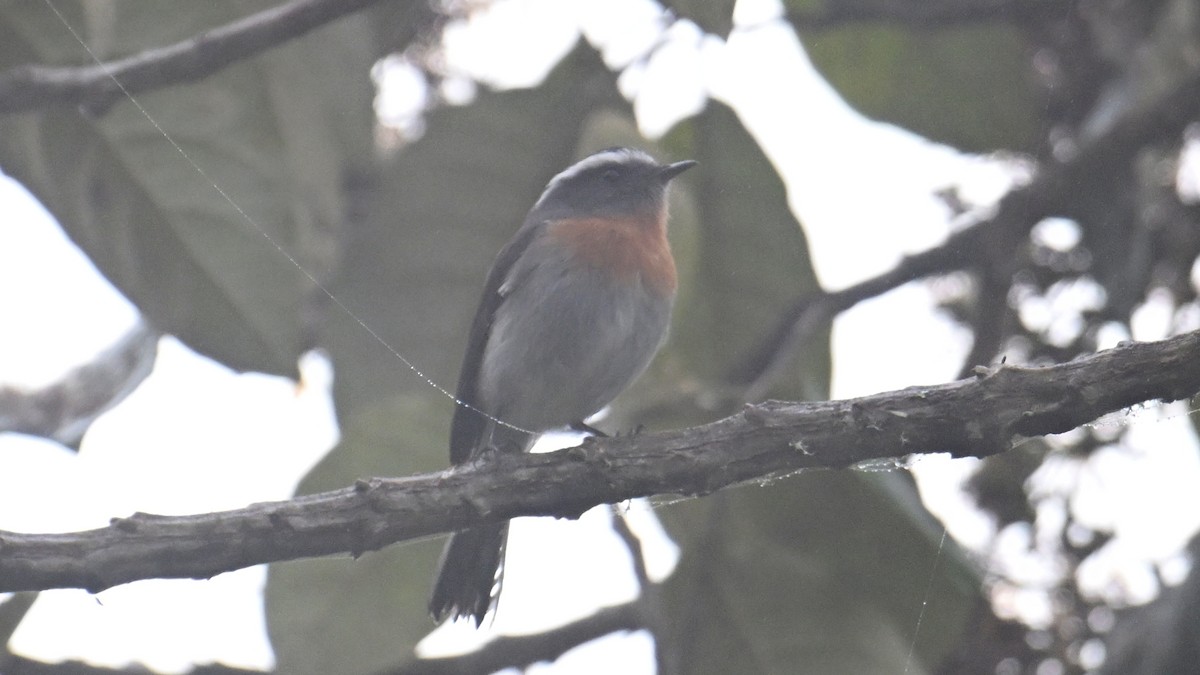 Rufous-breasted Chat-Tyrant - ML643346371