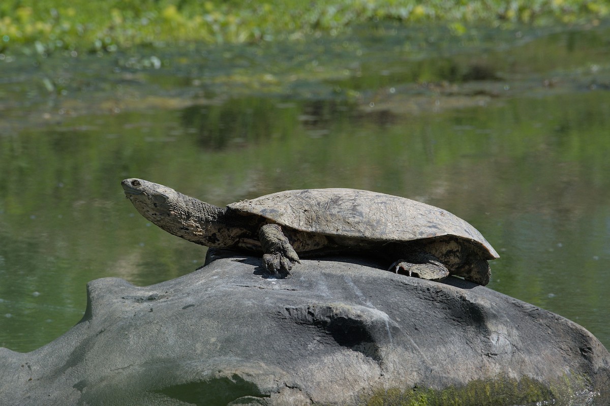 Hilaire's Side-necked Turtle - ML643346382