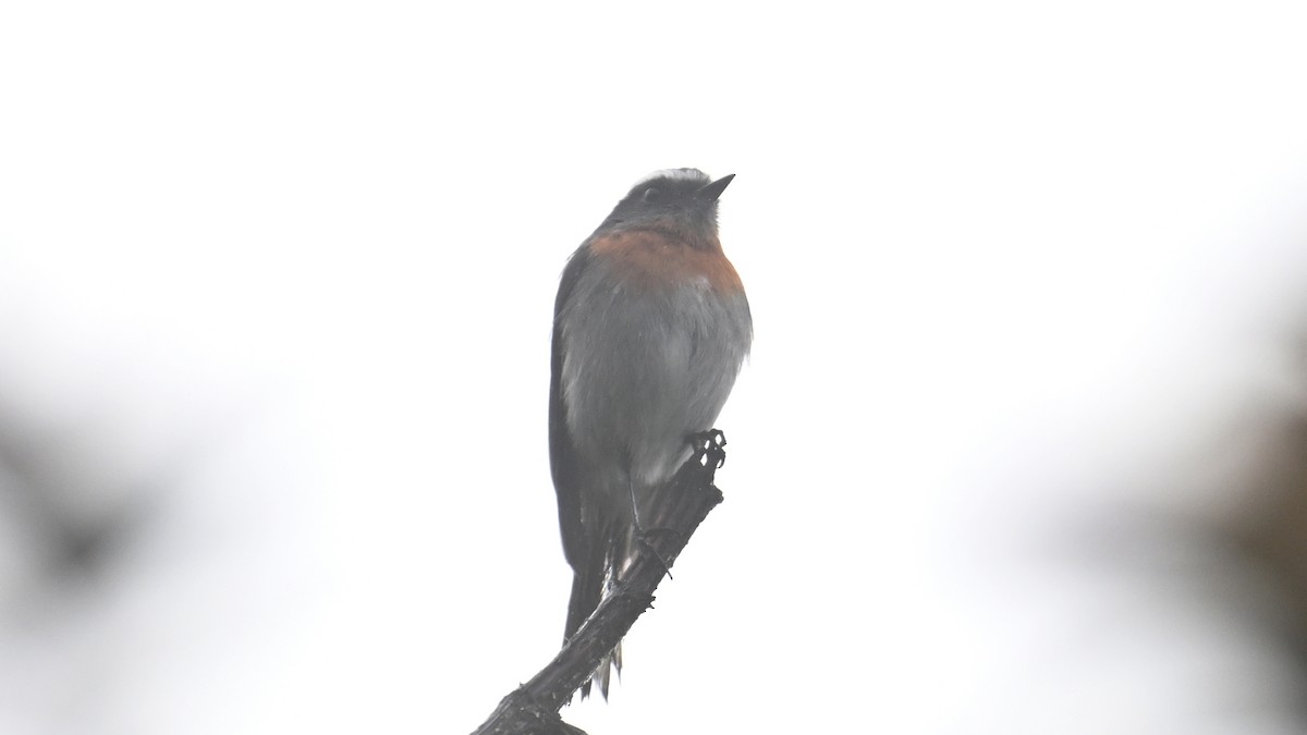 Rufous-breasted Chat-Tyrant - ML643346383