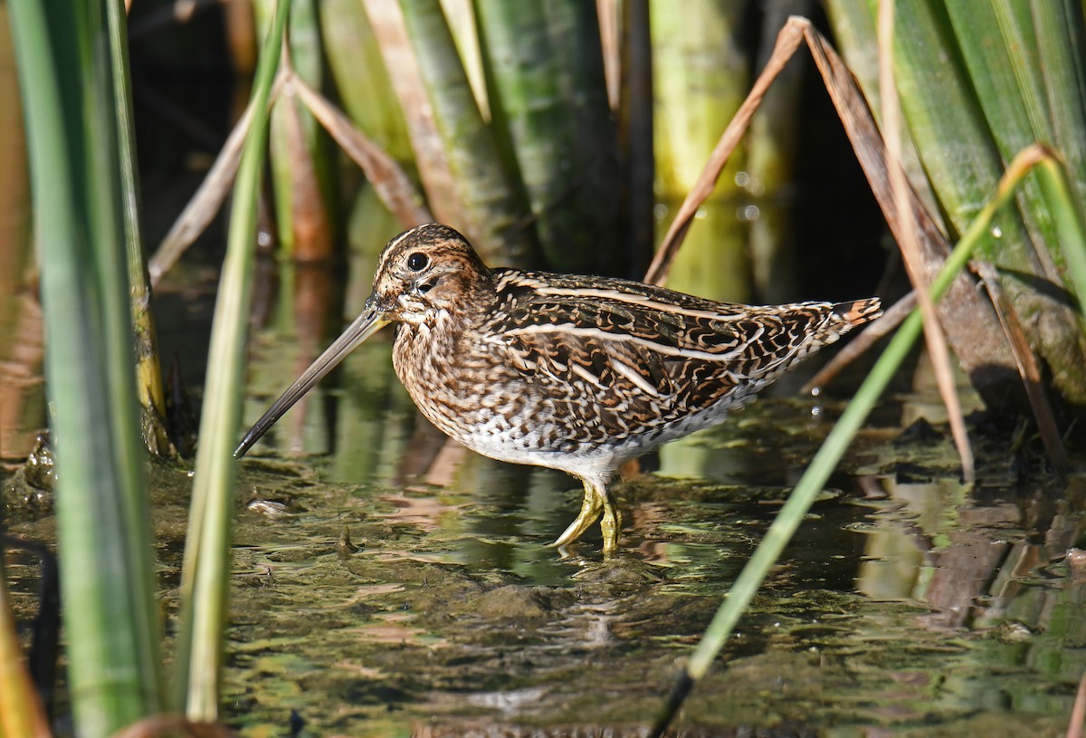 Wilson's Snipe - ML643346388