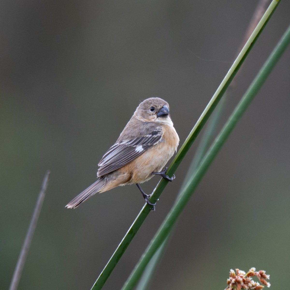 Rusty-collared Seedeater - ML643346402