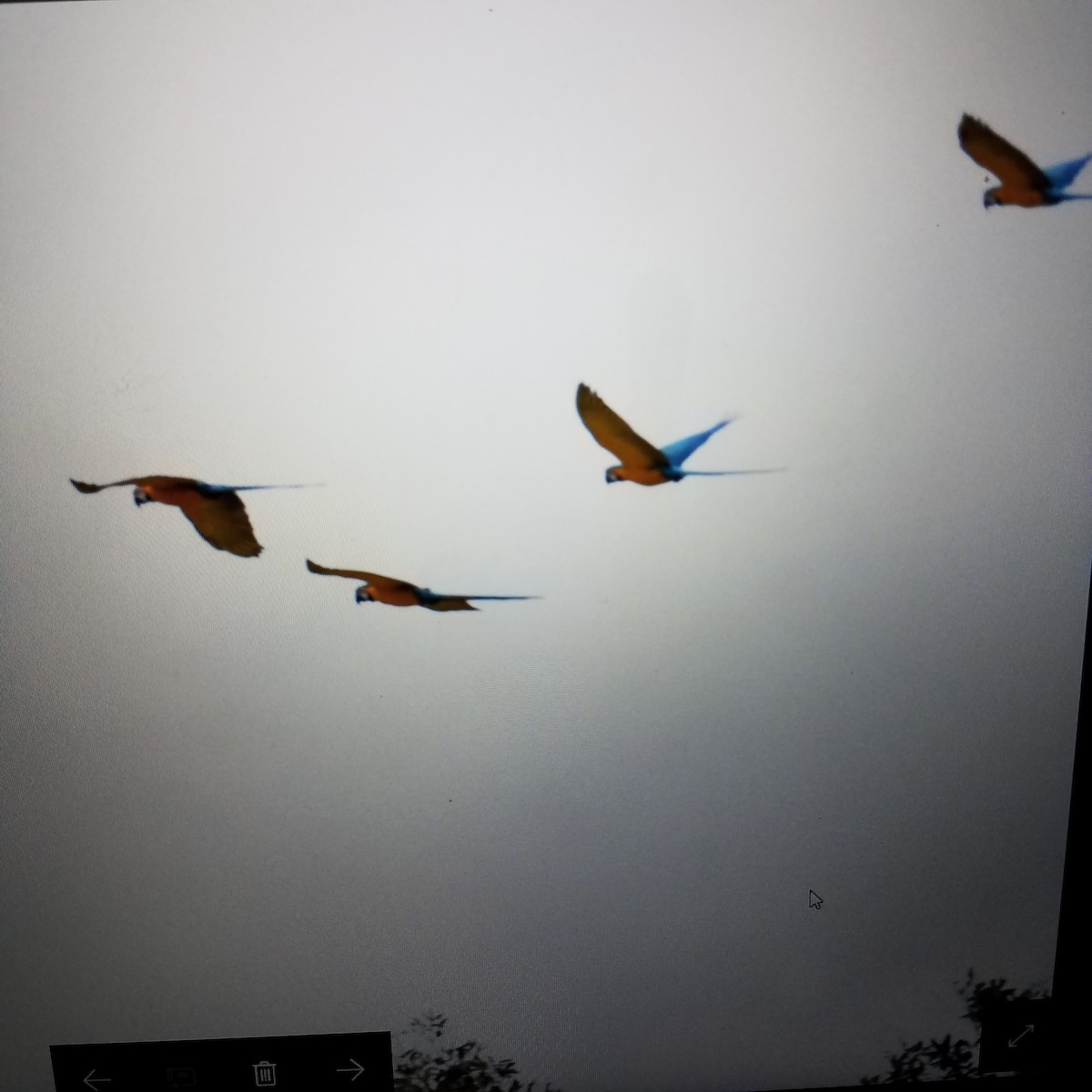 Blue-and-yellow Macaw - ML64334641