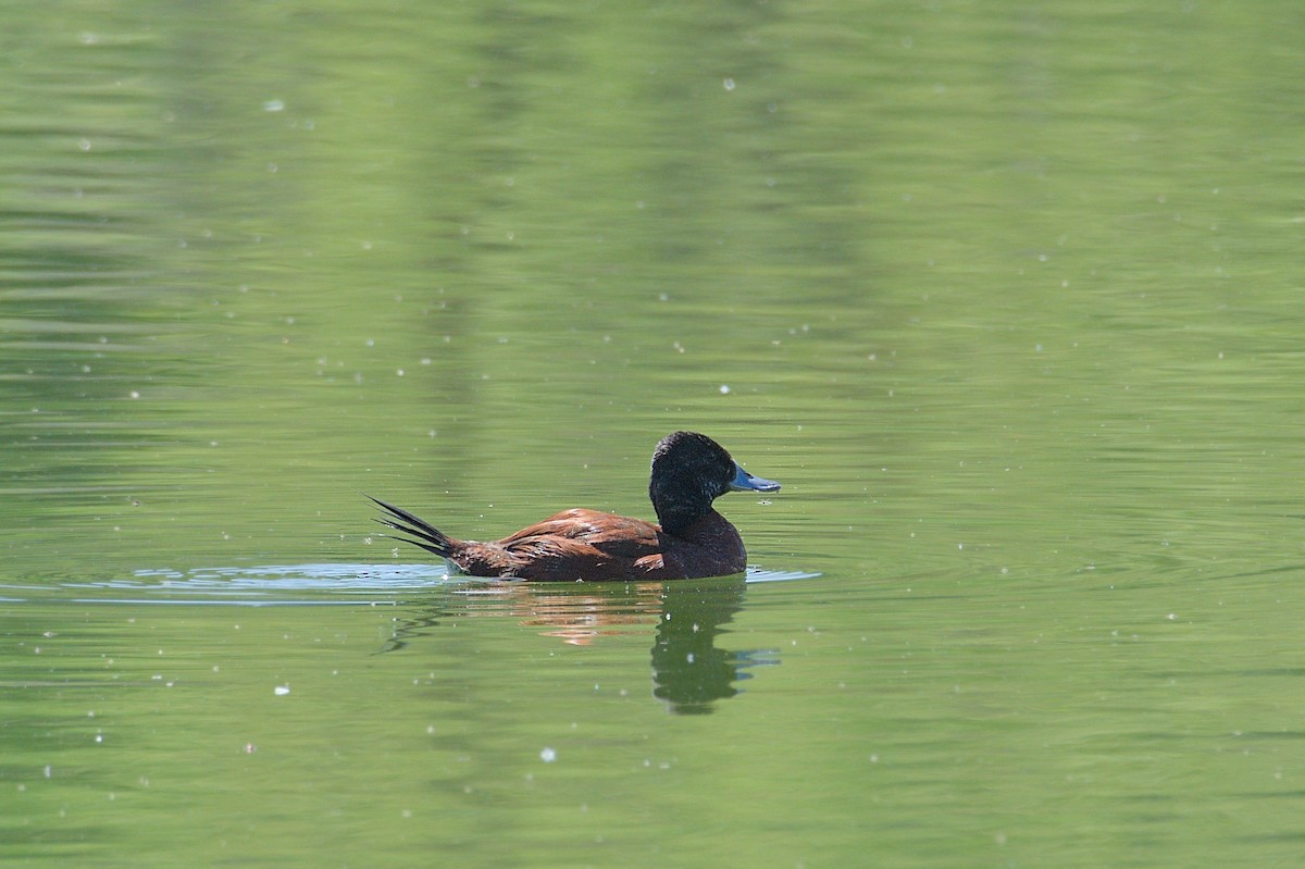 Lake Duck - ML643346415