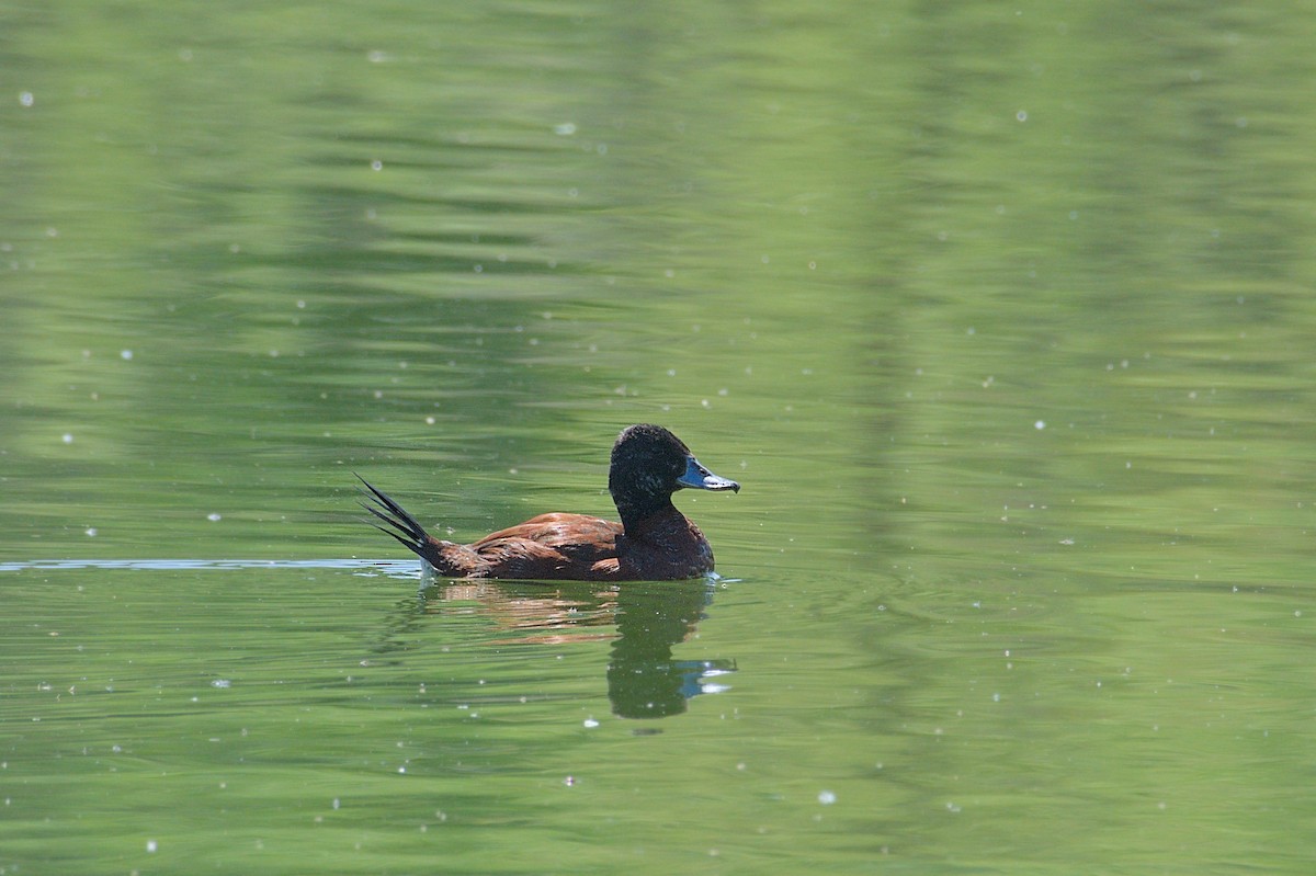 Lake Duck - ML643346416