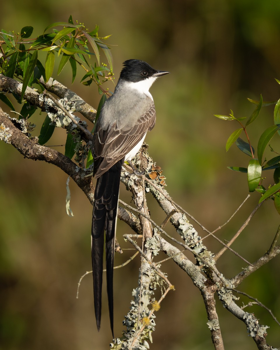 Fork-tailed Flycatcher - ML643346419
