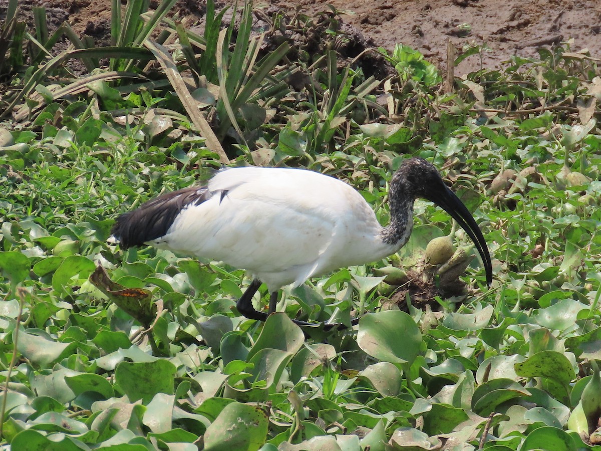 ibis posvátný - ML643346420