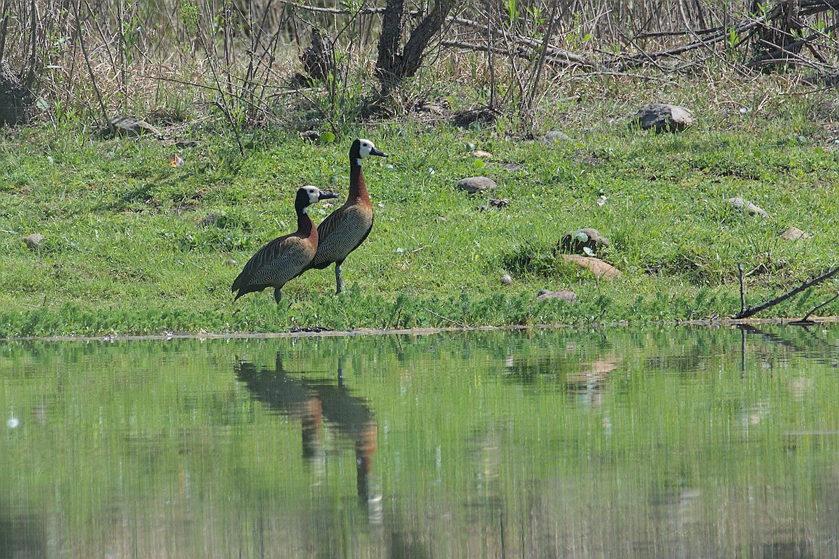 White-faced Whistling-Duck - ML643346425