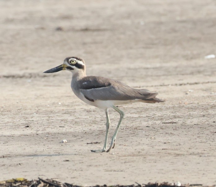 Great Thick-knee - ML643346527