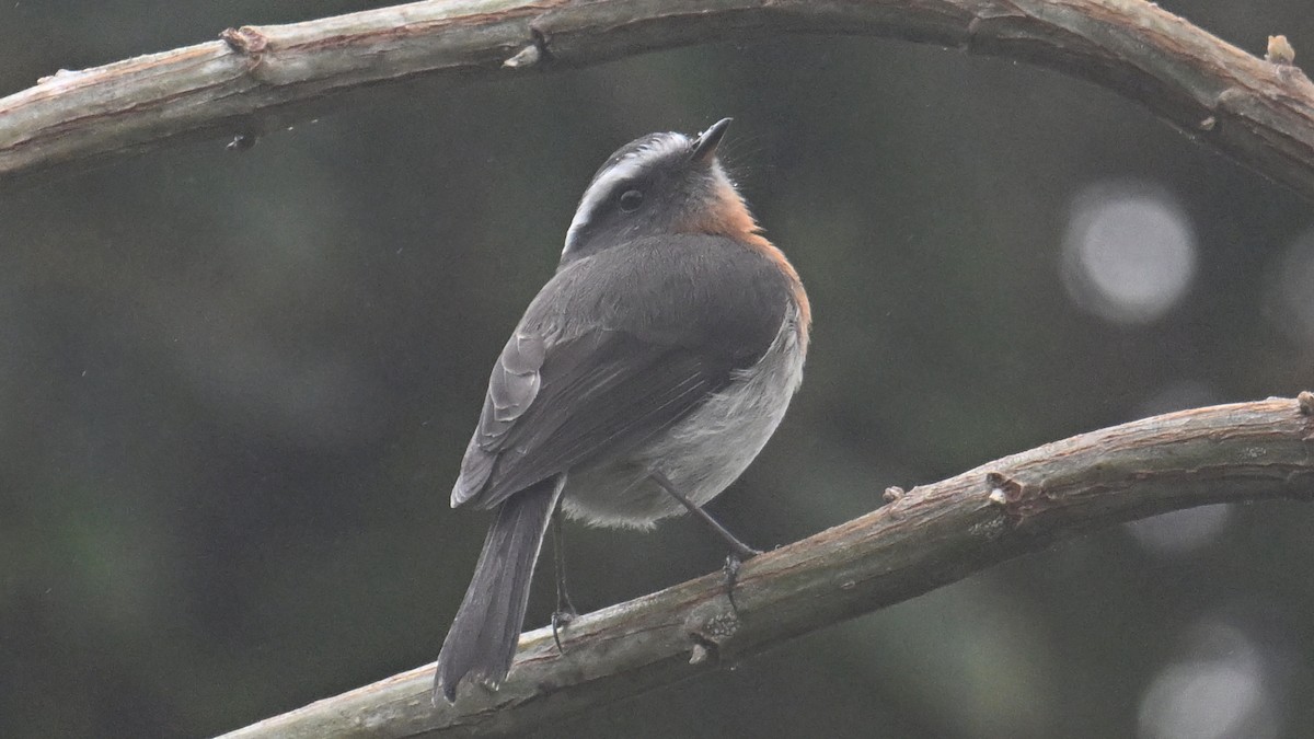Rufous-breasted Chat-Tyrant - ML643346565