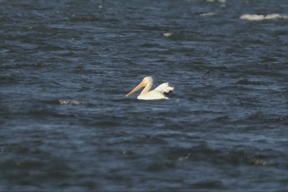 American White Pelican - ML643346566