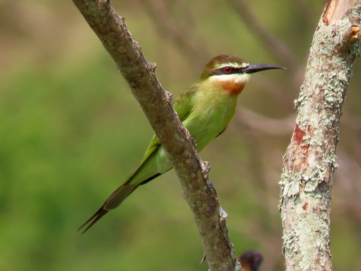 Madagaskar Arıkuşu - ML643346599