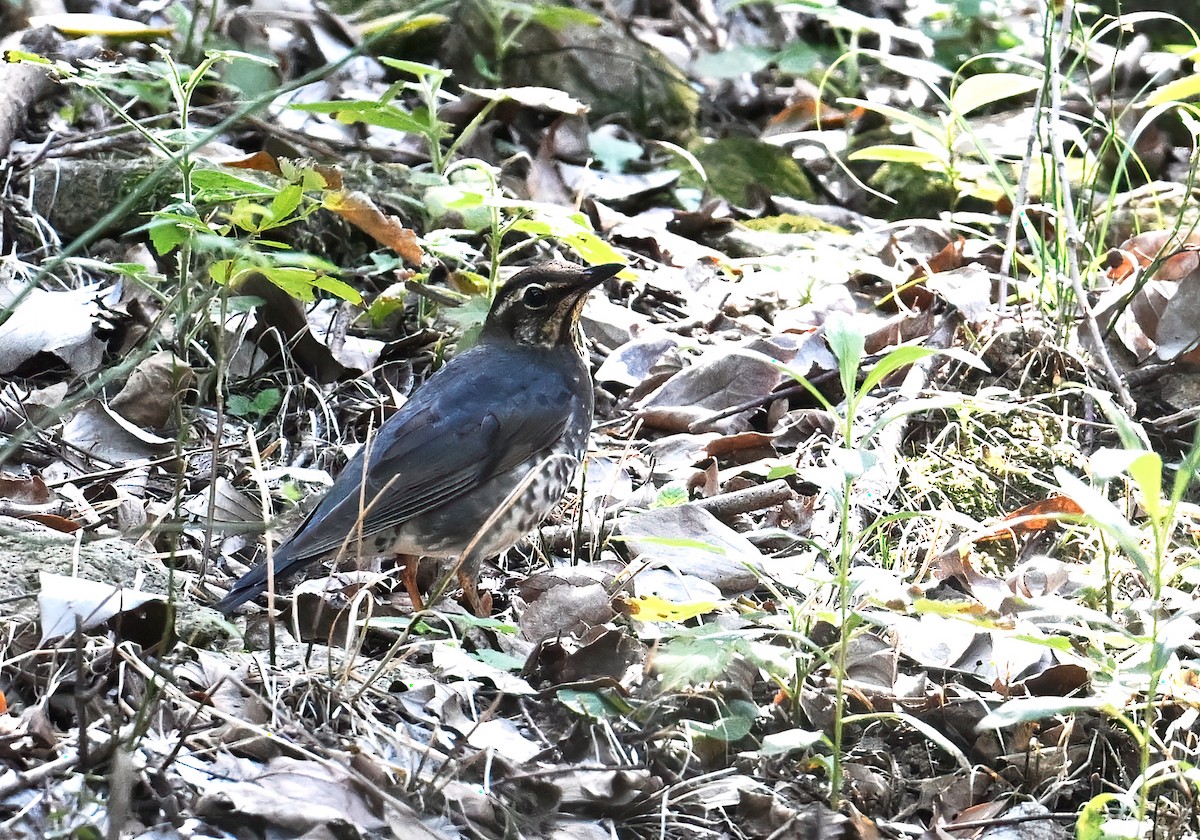 Zorzal Siberiano - ML643346603