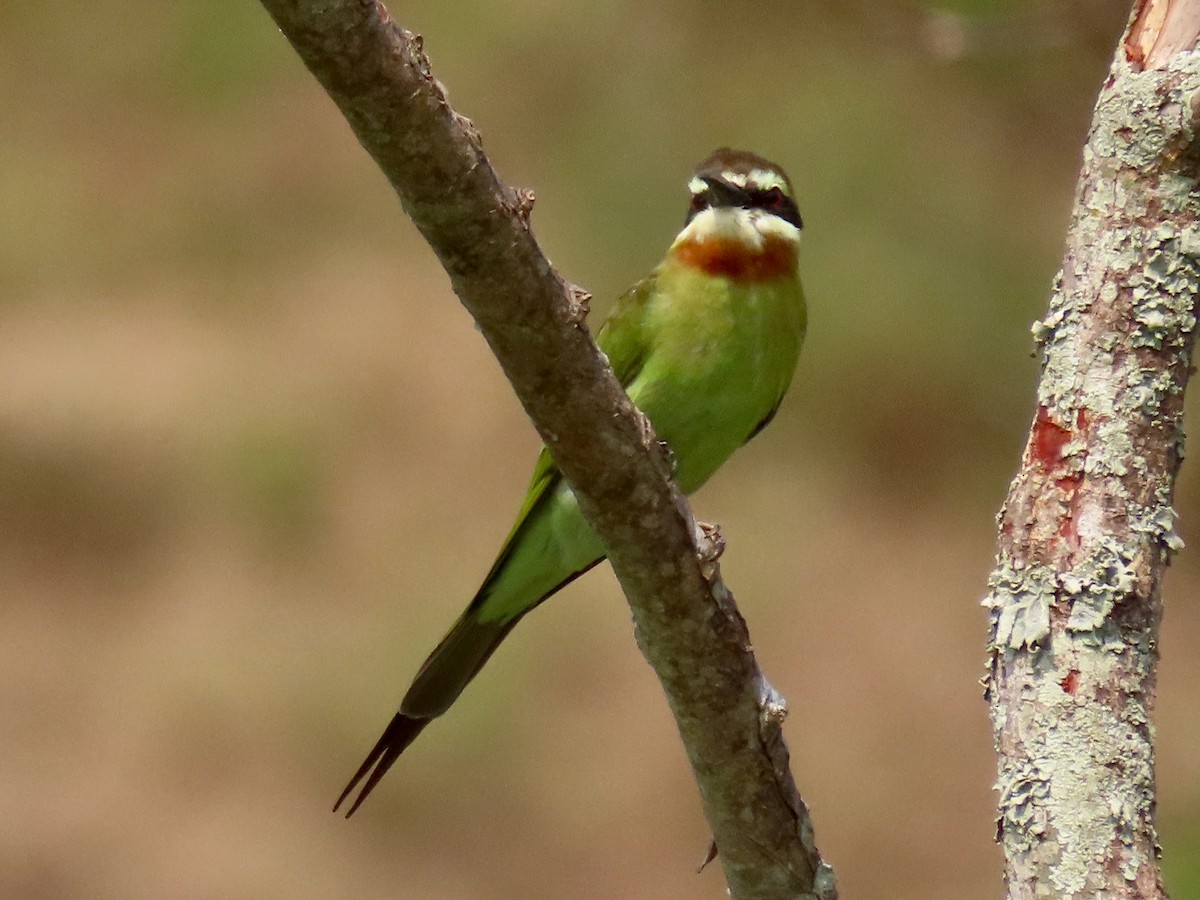 Madagaskar Arıkuşu - ML643346606