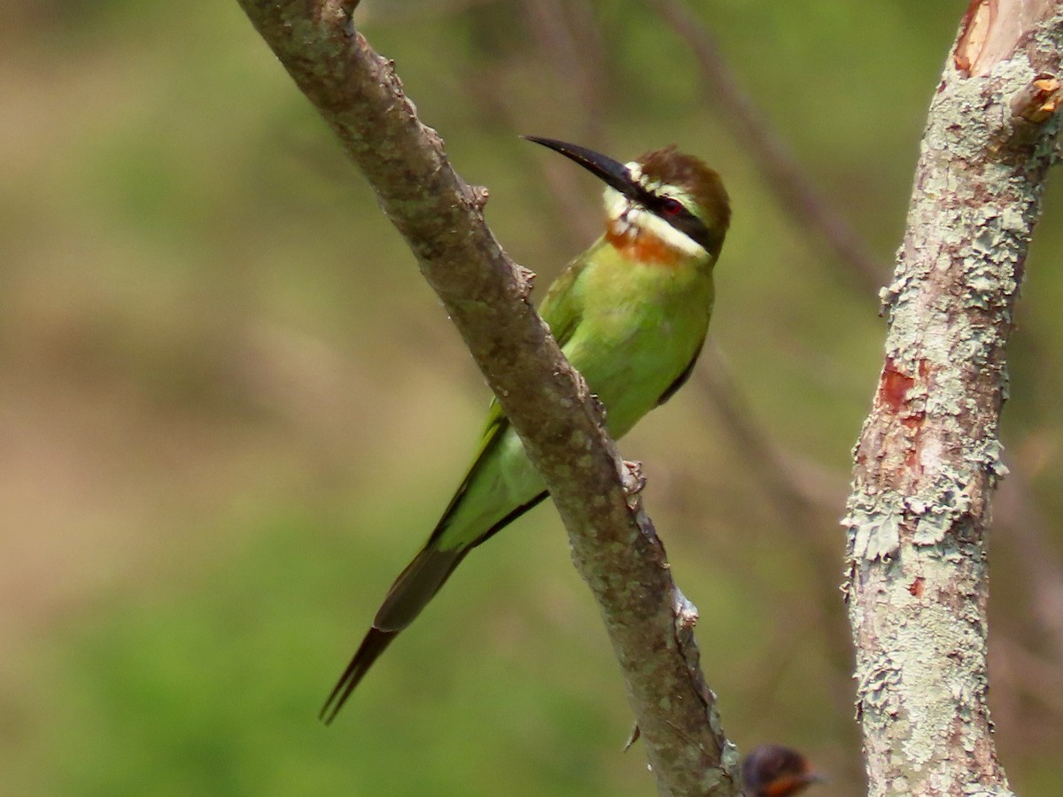 Madagaskar Arıkuşu - ML643346607