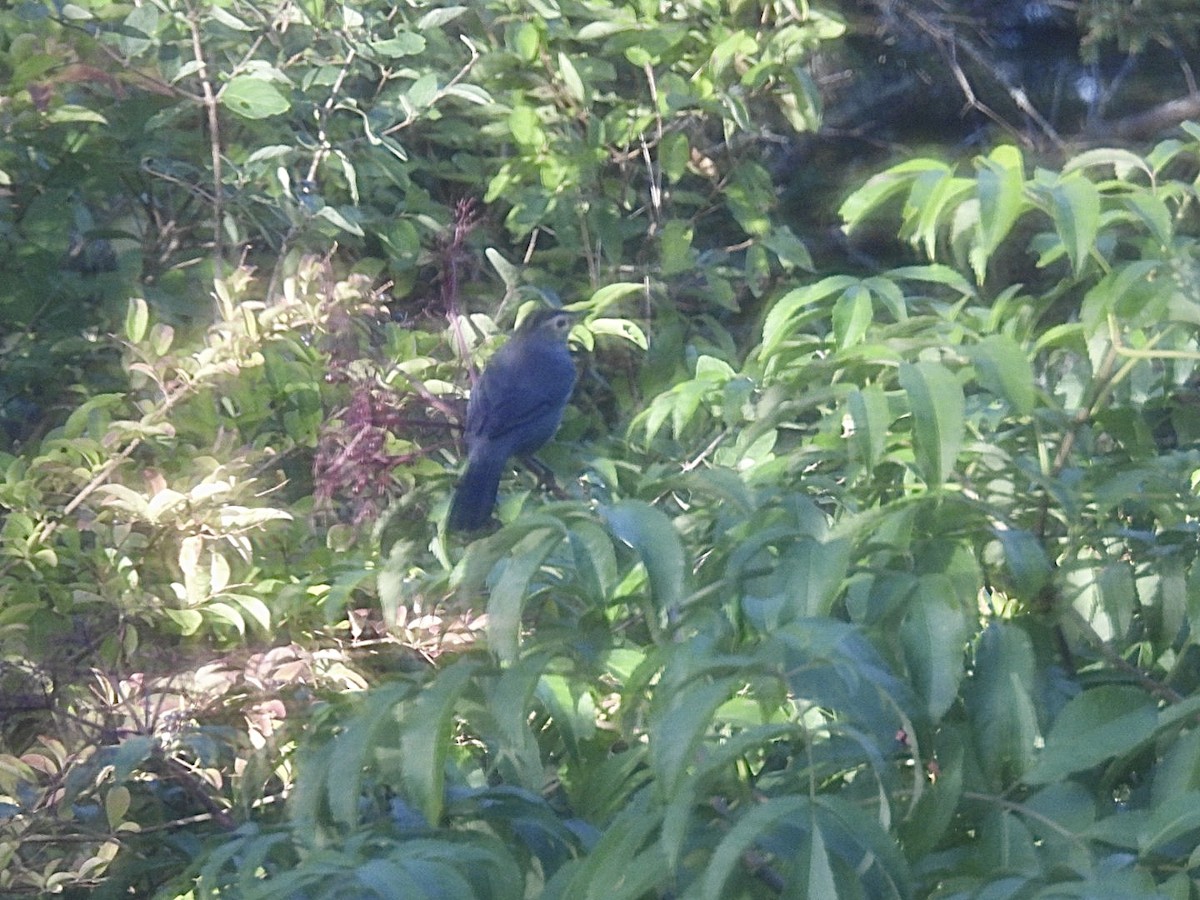 Gray Catbird - ML643346609