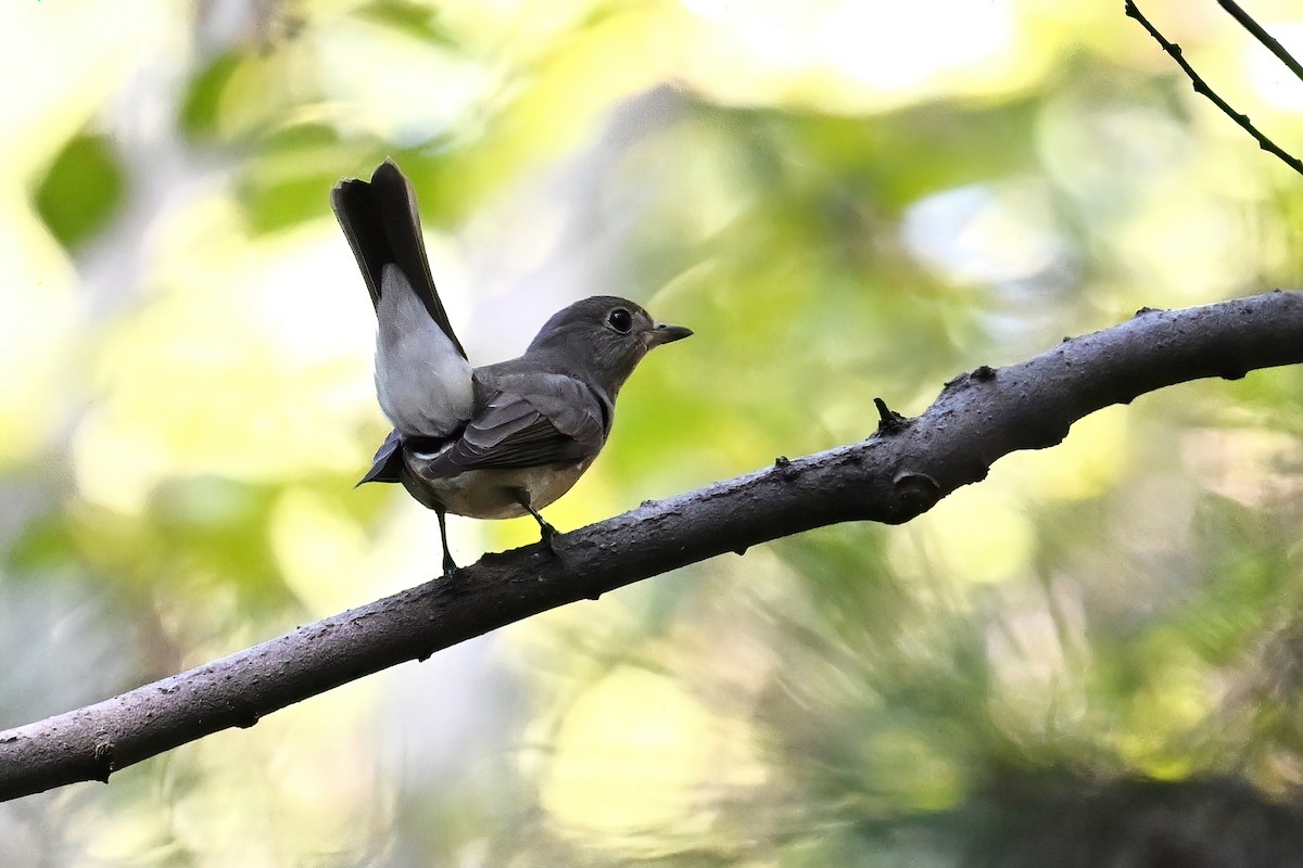 Blue-and-white Flycatcher - ML643346610