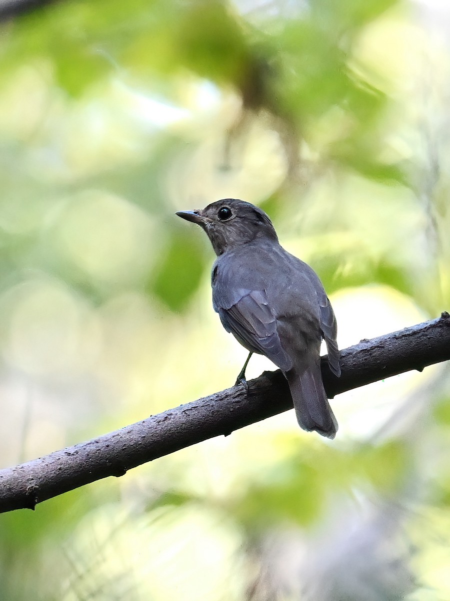 Blue-and-white Flycatcher - ML643346611