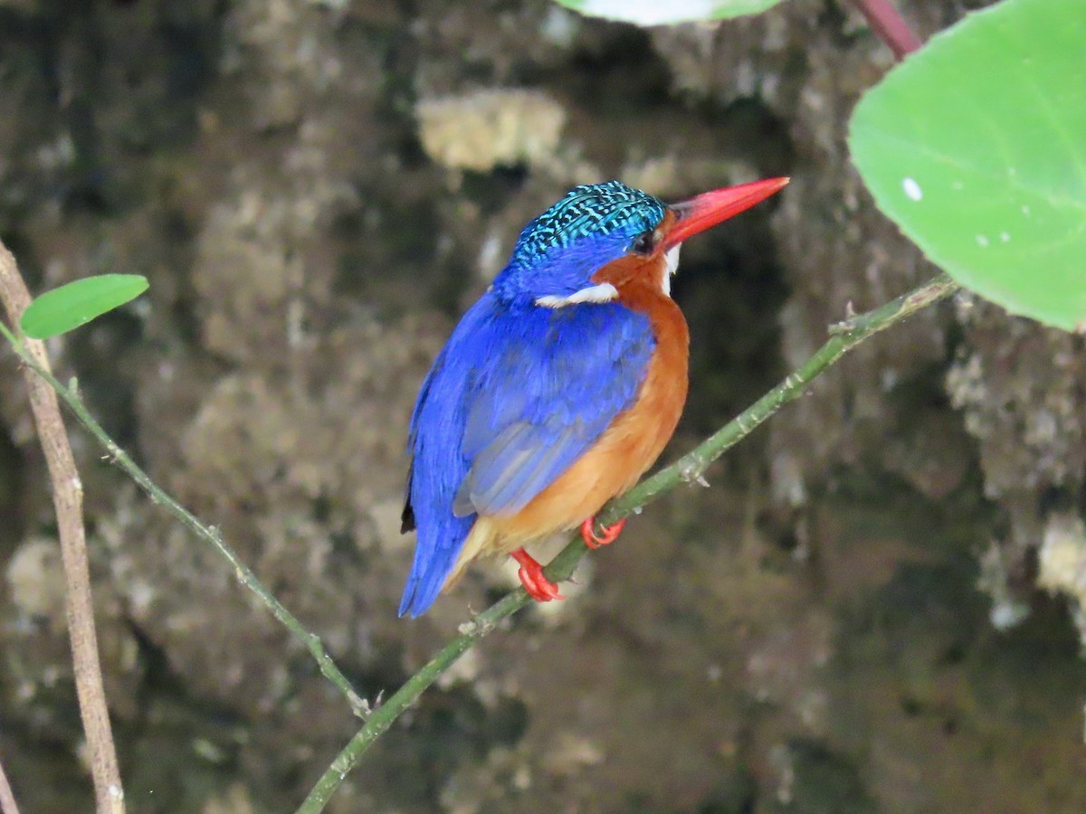 Malachite Kingfisher - ML643346613