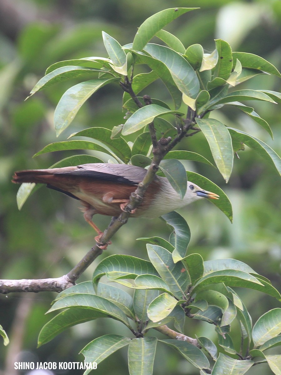 Malabar Starling - ML643346623