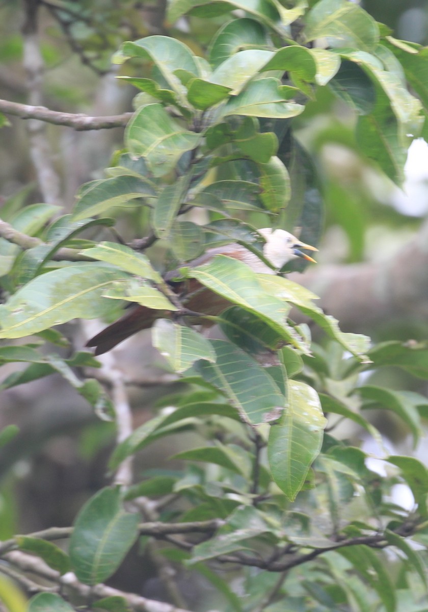 Malabar Starling - ML643346624