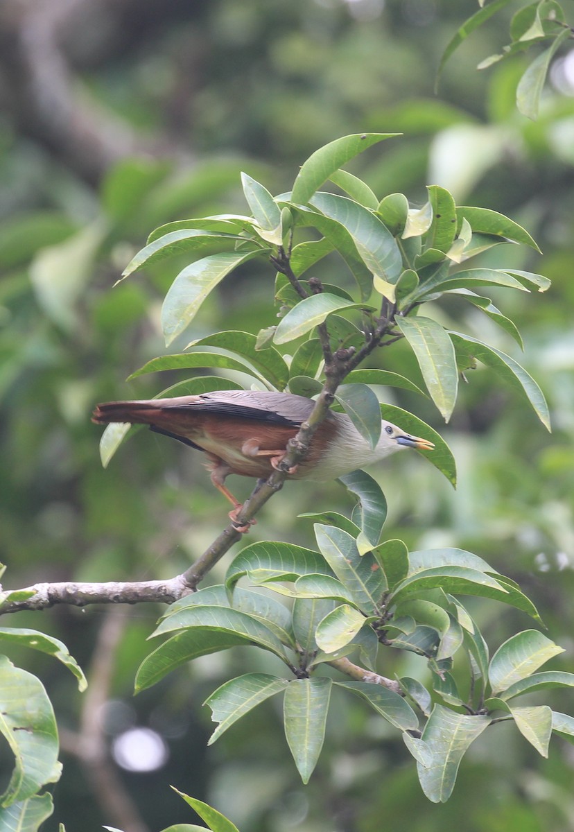 Malabar Starling - ML643346625