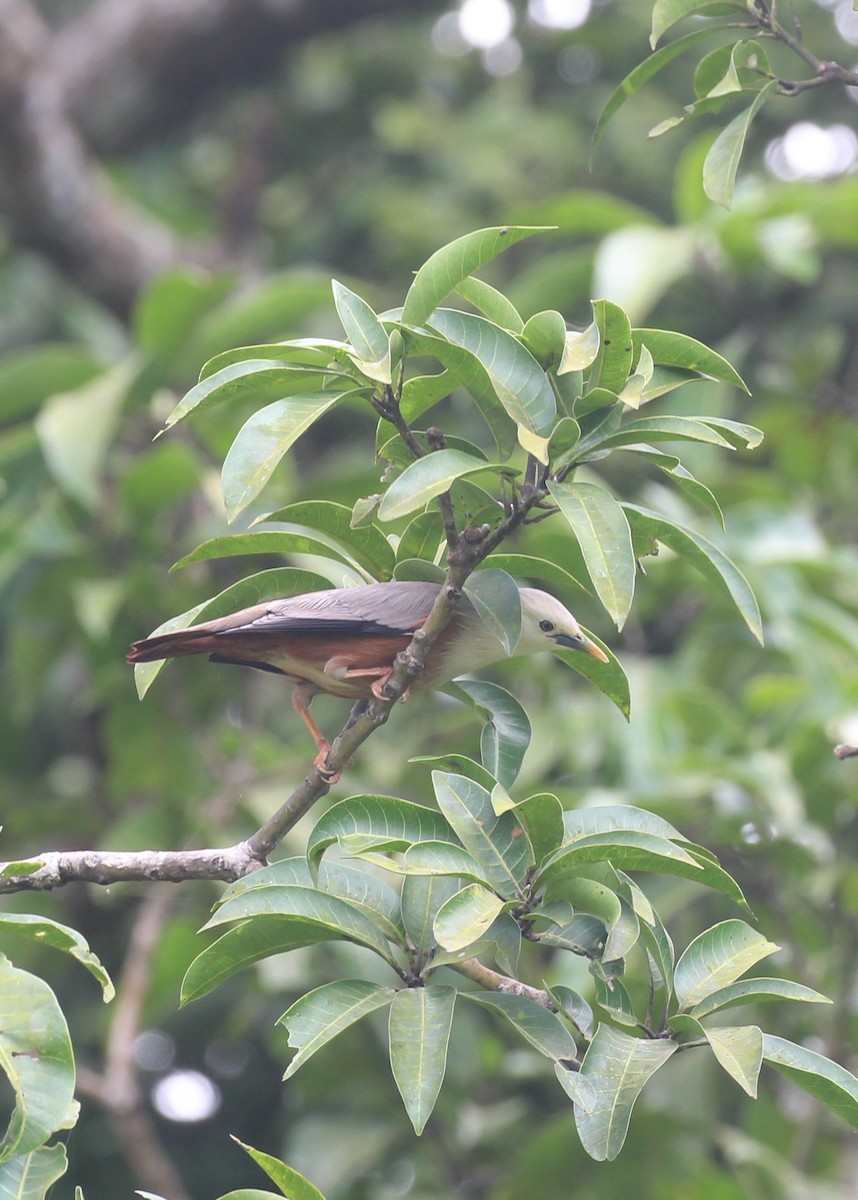 Malabar Starling - ML643346626