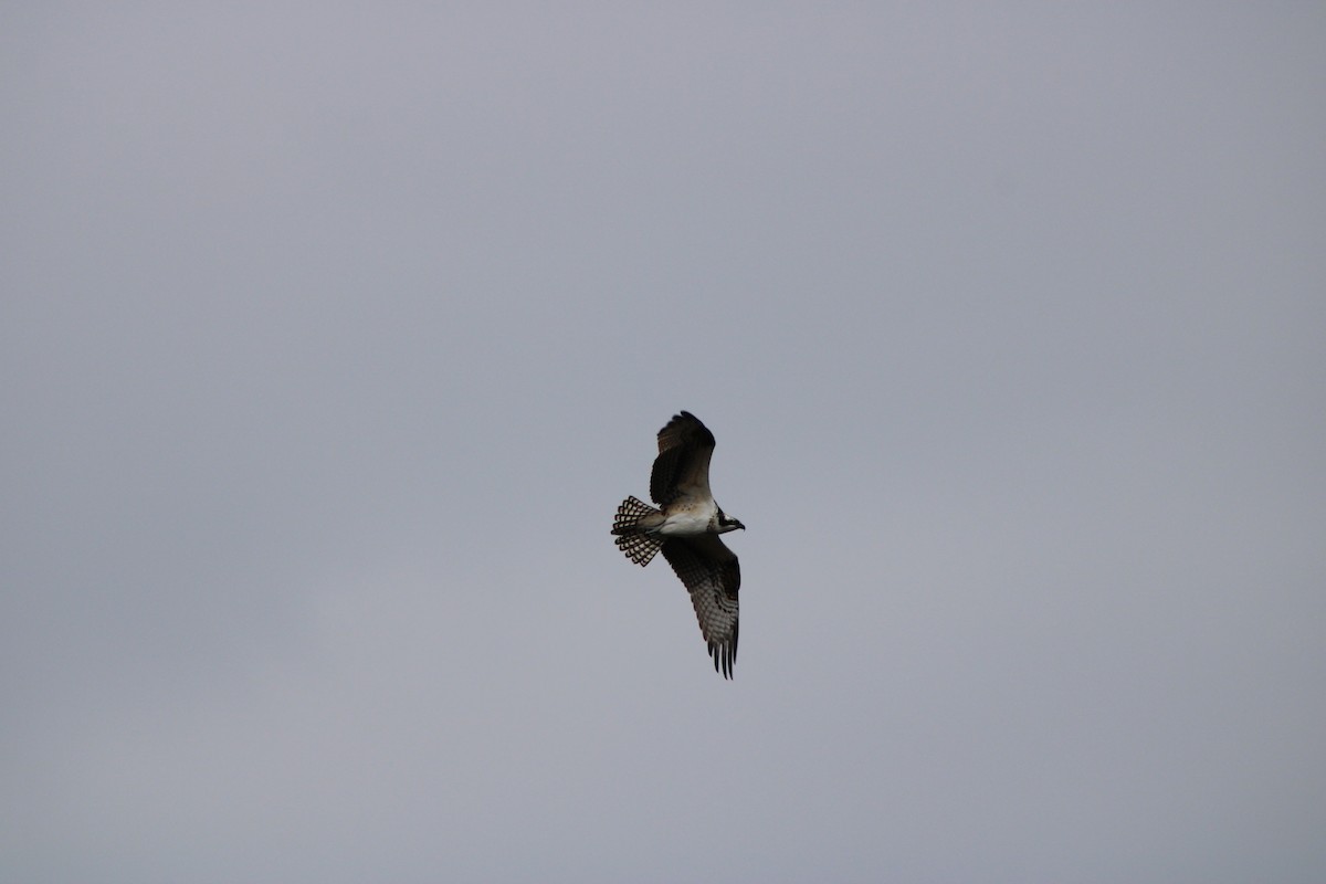 Osprey - ML643346636