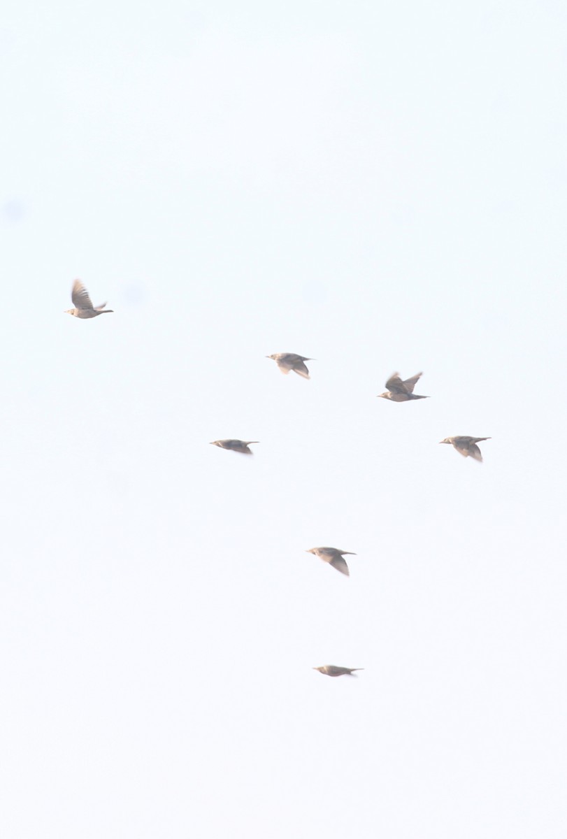 Rosy Starling - ML643346637
