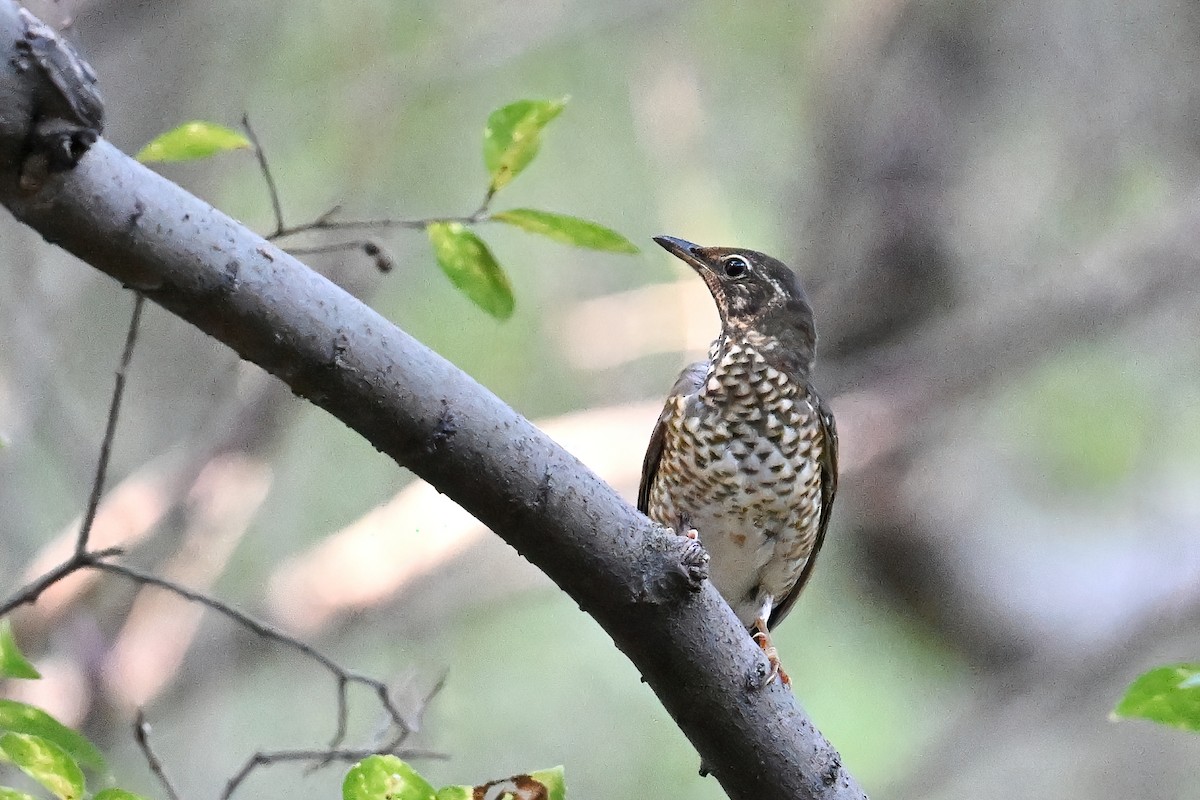White's Thrush - ML643346651