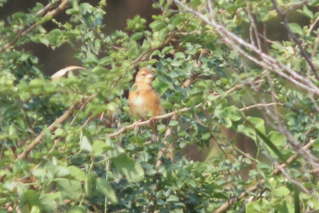 Streaked Weaver - ML643346661