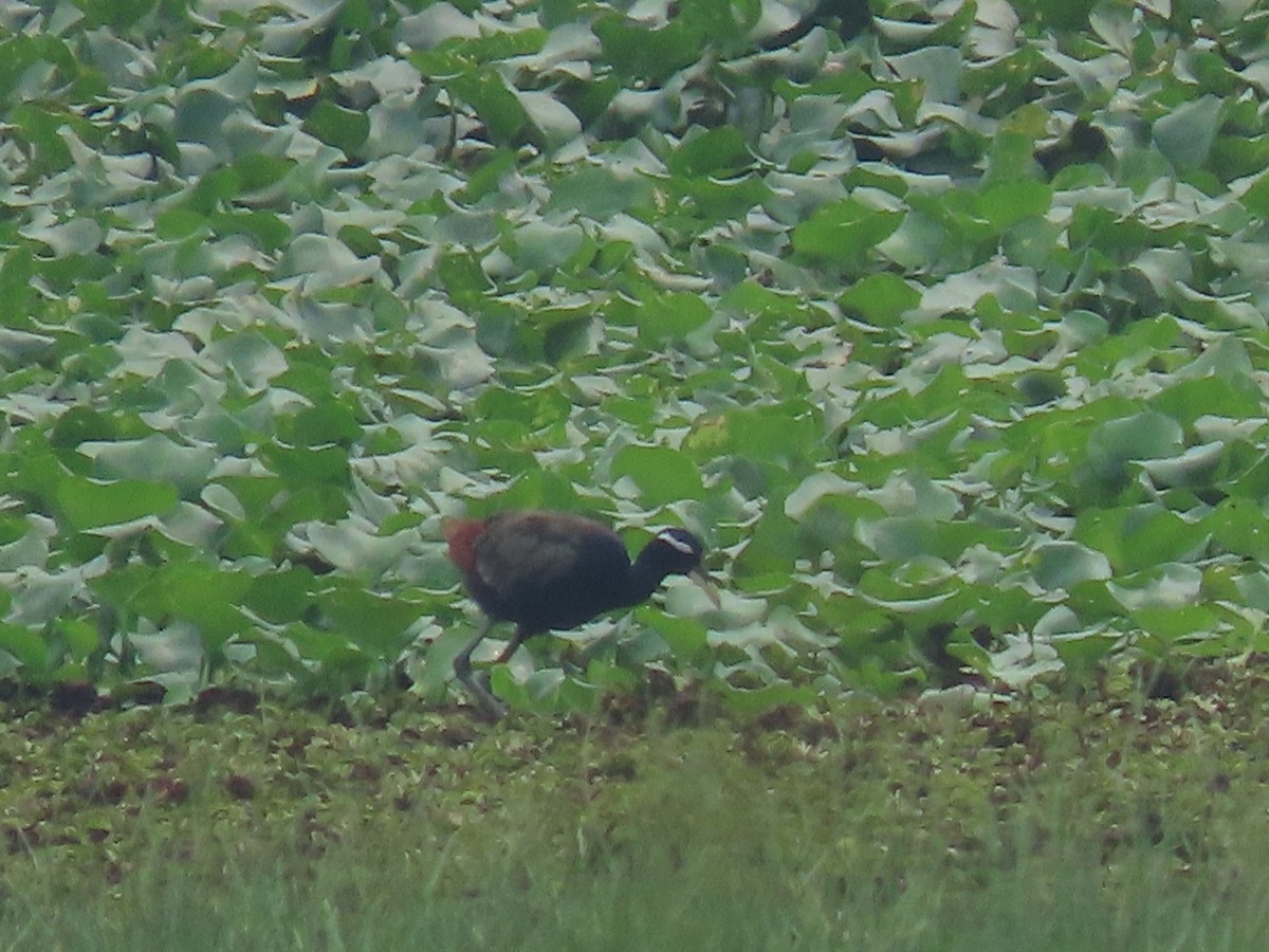 Bronze-winged Jacana - ML643346663