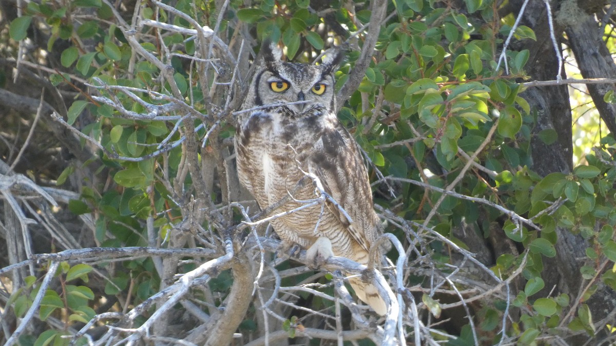 Lesser Horned Owl - ML643346671
